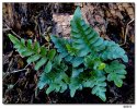 Polypodium scouleri - Leathery Polypody Sold out