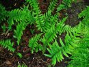 Polypodium