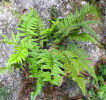 Polystichum mayebarae sold out