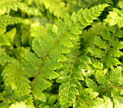 The larger evergreen fern collection- 3 x 11cm+ potted ferns €18