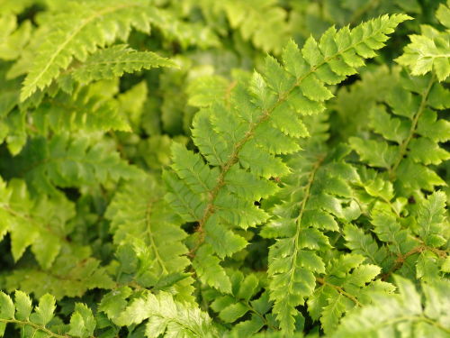 Polystichum polyplepharum - Japanese Tassle Fern 9cm £3.95