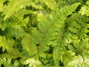 Polystichum polyplepharum - Japanese Tassle Fern sold out