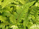 Polystichum polyplepharum - Japanese Tassle Fern 12cm €6.95 Polystichum polyplepharum - Japanese Tassle Fern 12cm €6.95 for sale in Ireland