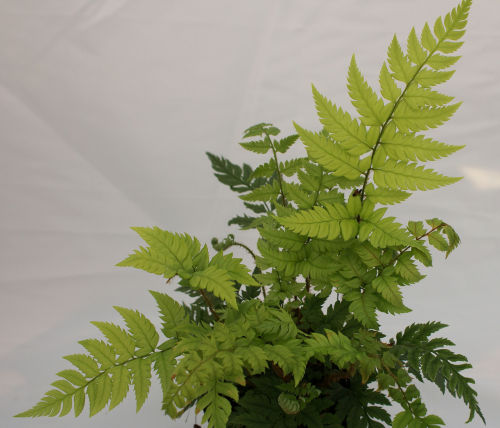 Polystichum rigens- Holly Fern 9cm Sold out