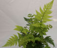Polystichum rigens- Holly Fern 9cm Sold out