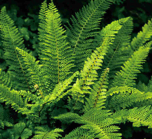 Polystichum setiferum 'Plumosum' £3.95