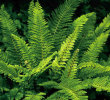 Polystichum setiferum 'Plumosum' Sold out Polystichum setiferum 'Plumosum' 9cm £4.25
