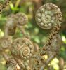 Polystichum setiferum 1 litre €6.95