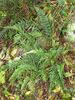 Polystichum tsus-simense - Korean Rock Fern 12cm €6.95