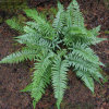 Polystichum xiphophyllum- Asian Sword Fern sold out