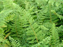 Polystichum setiferum 'Herrenhausen' 9cm €4.95