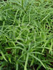 Pteris umbrosa 9cm £4.95
