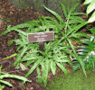 Pteris cretica 'Roweri'