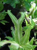 <i>Pteris cretica</i> 'Mayii'