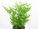 Pteris dentata 'Straminea' 9cm £4.95