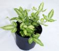Pteris