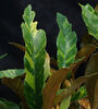 Pyrossia-- Felt Ferns