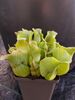 Sarracenia purpurea spp. venosa - Purple Pitcher Plant 12cm pot €9.95 Sarracenia purpurea spp. venosa Pitcher Plant for sale in Ireland