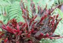 <i>Selaginella erythropus</i>.'Sanguinea' -Ruby-Red Spikemoss
