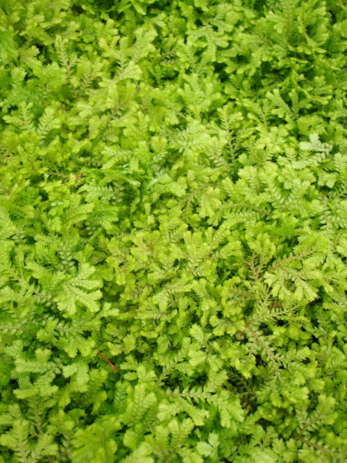 Selaginella kraussiana 'Aurea' -Krauss's Gold Spikemoss 9cm €5.00 for sale in Ireland