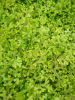 Selaginella