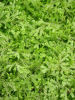 Selaginella kraussiana (Krauss's Spikemoss) Sold out Selaginella kraussiana (Krauss's Spikemoss) 9cm £4.95