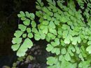 Adiantum raddianum 'Fragrans' 9cm €4.50
