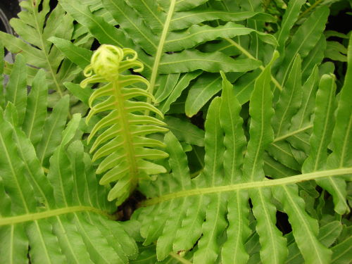 Blechnum gibbum 'Silver Lady' Dwarf Tree Fern 1 litre £9.95