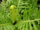 Blechnum gibbum 'Silver Lady' Dwarf Tree Fern