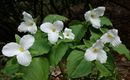 Trillium grandiflorum - Flowering size rhizome £5.95 Trillium grandiflorum- Flowering size rhizome £5.95