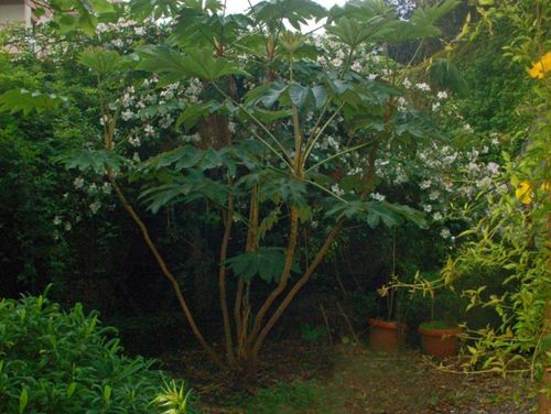 Tetrapanax papyrifer 'Rex' 1.3 litre pot £14