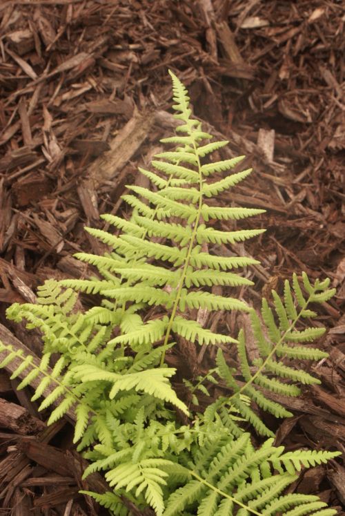 Thelypteris kunthii- Southern Shield Fern 9cm £3.95