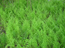 Thelypteris palustris - Marsh Fern for sale Ireland