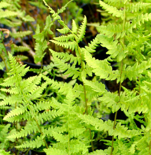 Thelypteris palustris - Marsh Fern 9cm £3.95