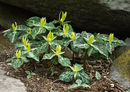 Trillium luteum- Flowering size rhizome £6.95