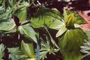 Trillium sessile