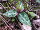Trillium