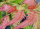 Woodwardia unigemmata Woodwardia unigemmata - Jewelled Chain Fern