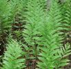 Woodwardia virginica - Virginia Chain fern sold out