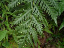 Woodwardia orientalis - Oriental Chain Fern -sold out