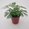Actiniopteris radiata Fan Leaf Fern 6cm €3.50