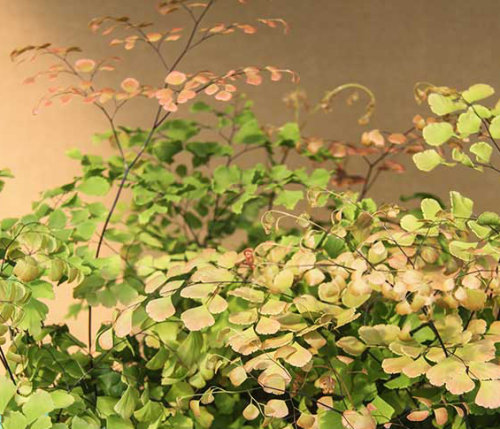 Adiantum tenerum 'Scutum Roseum'