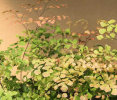 Adiantum tenerum 'Scutum Roseum'