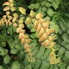 Adiantum fulvum - New Zealand Maidenhair Fern Plug-plant £3.50