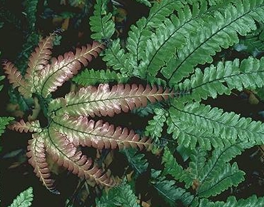 Adiantum hispidulum 'Bronze Venus' Rosy Maidenhair Fern sold out