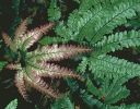 Adiantum hispidulum 'Bronze Venus' Rosy Maidenhair Fern Sold out