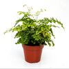 Adiantum microphyllum 12cm pot €9.95