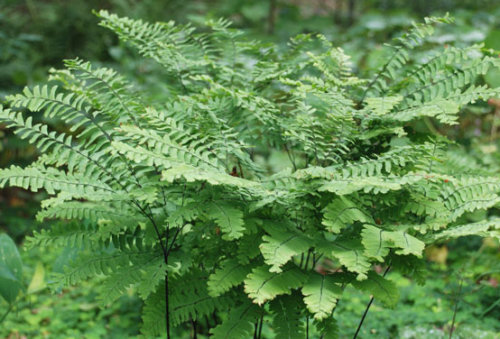 Adiantum pedatum 'Miss Sharples'