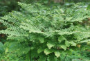 Adiantum pedatum 'Miss Sharples'