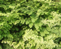 Adiantum raddianum 'Fritz Luth'